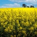 More canola! by pusspup