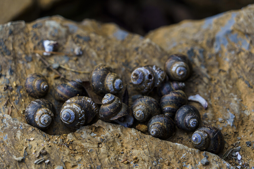 Shells by k9photo