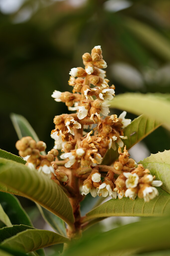 Loquat flower by acolyte