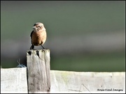 25th Oct 2021 - Mrs Stonechat