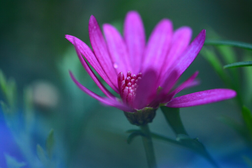 Pink flower..... by ziggy77