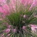 Sweet grass is blooming early this year by congaree
