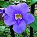 Blue trumpet vine by congaree