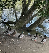 24th Oct 2021 - All ducks in a row