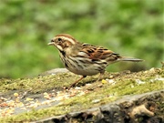 25th Mar 2021 -  Mrs Reed Bunting