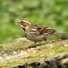  Mrs Reed Bunting by susiemc