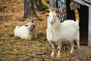 25th Oct 2021 - Impressive goats