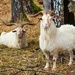 Impressive goats by okvalle