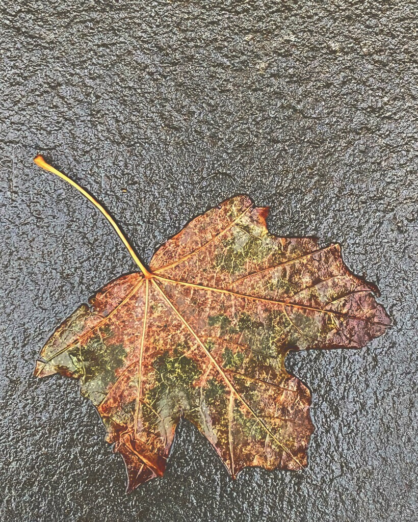 A Leaf by njmom3