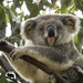 just posing by koalagardens