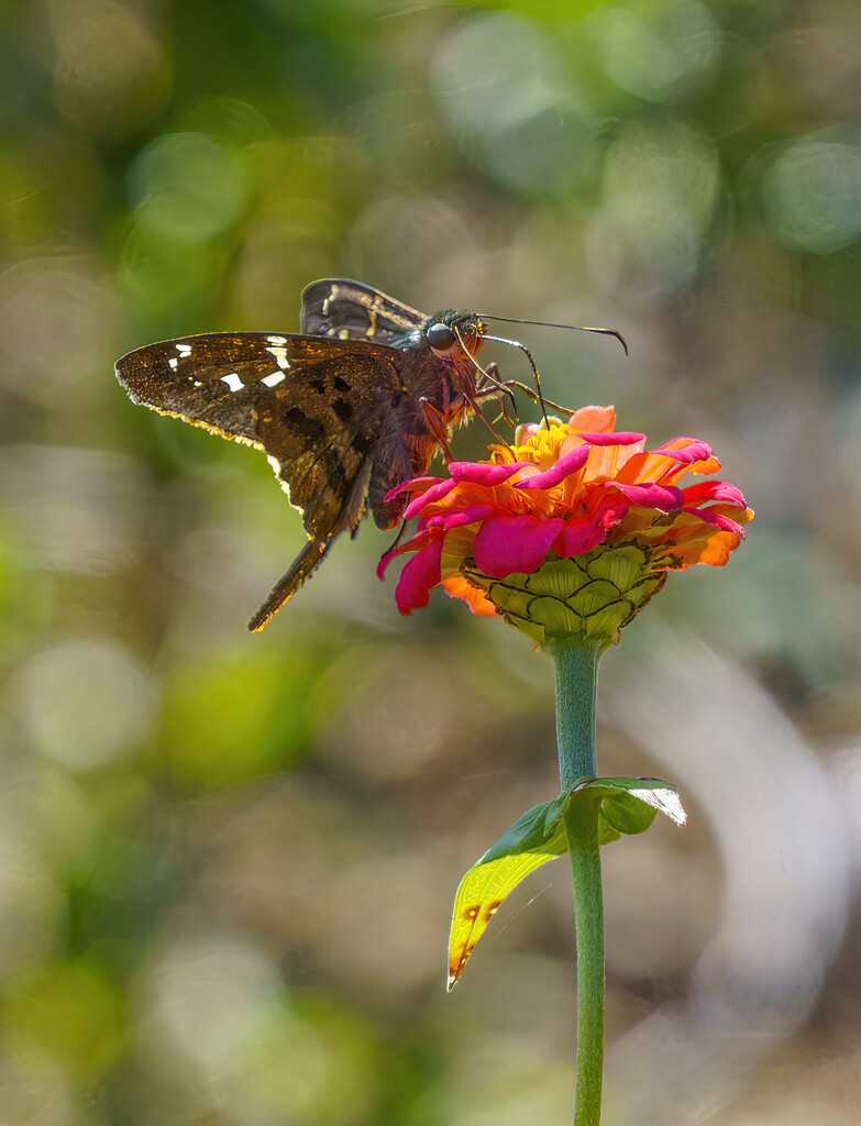 Pollinating Skipper by k9photo