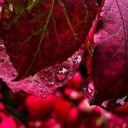 25th Oct 2021 - Raindrops on Red