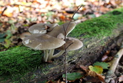 25th Oct 2021 - Fungus on a dead tree 