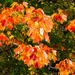 Autumn leaves by joansmor