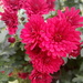 Autumn.. Chrysanthemums by 365projectorgjoworboys