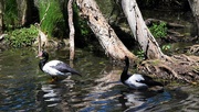 26th Oct 2021 - Two Magpie Geese ~      