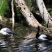 Two Magpie Geese ~       by happysnaps