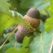 Acorns in Oak Tree by sfeldphotos