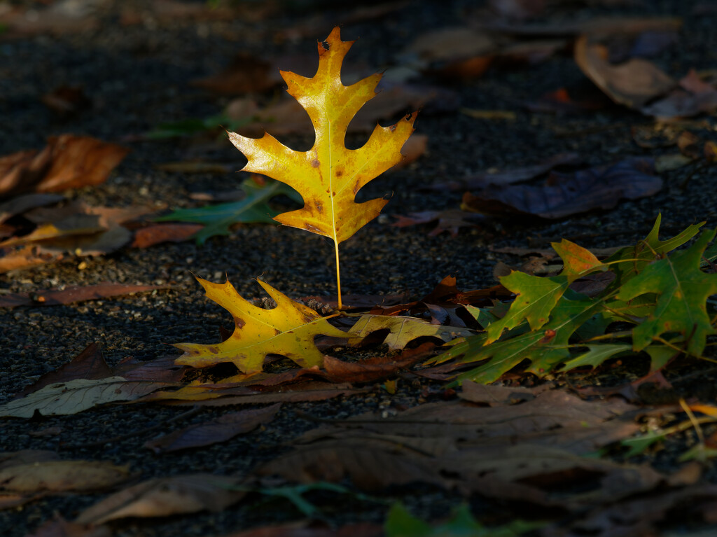 oak leaf by rminer