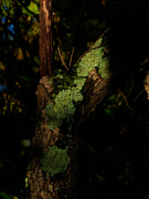 25th Oct 2021 - lichen