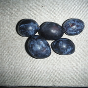 25th Oct 2021 - Quintuple #4: Five Plums