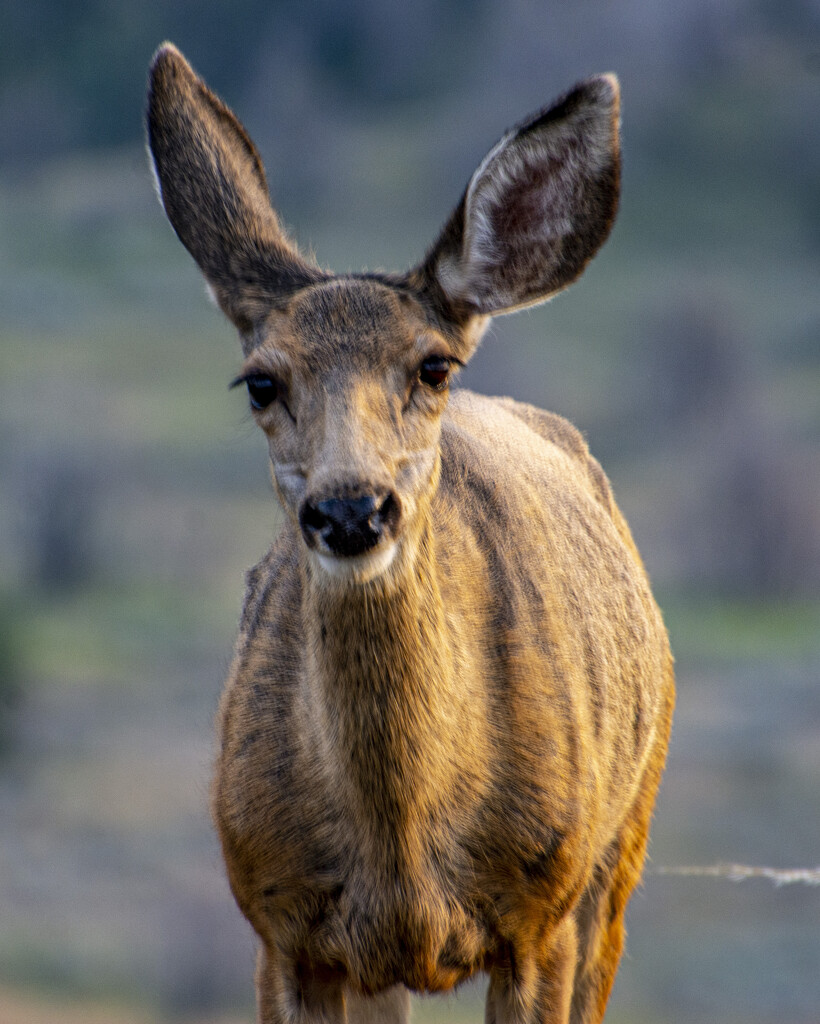 Mama Mule Deer by cwbill