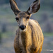 Mama Mule Deer by cwbill