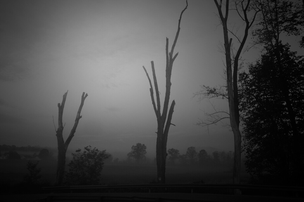 foggy dawn by francoise