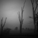 foggy dawn by francoise