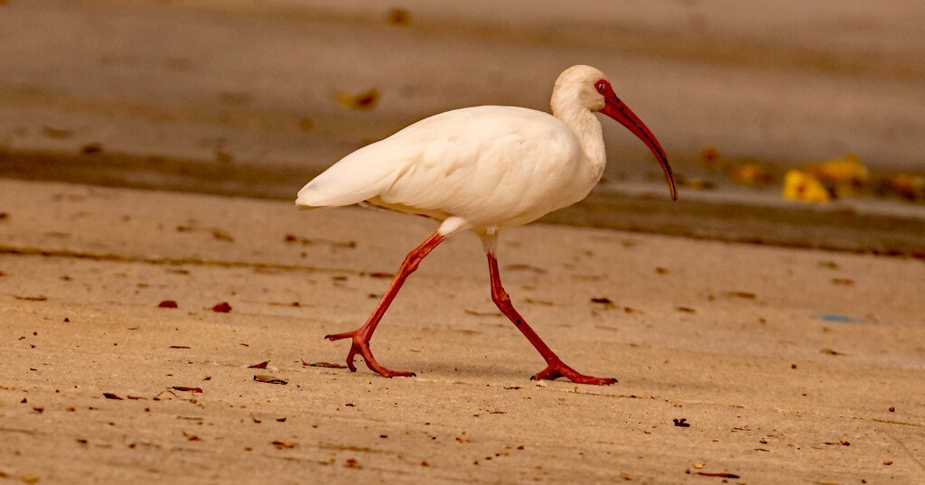 The Ibis Taking a Stroll! by rickster549
