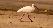25th Oct 2021 - The Ibis Taking a Stroll!