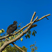 Turkey Vulture and Airplane near C&O Canal Towpath by jbritt