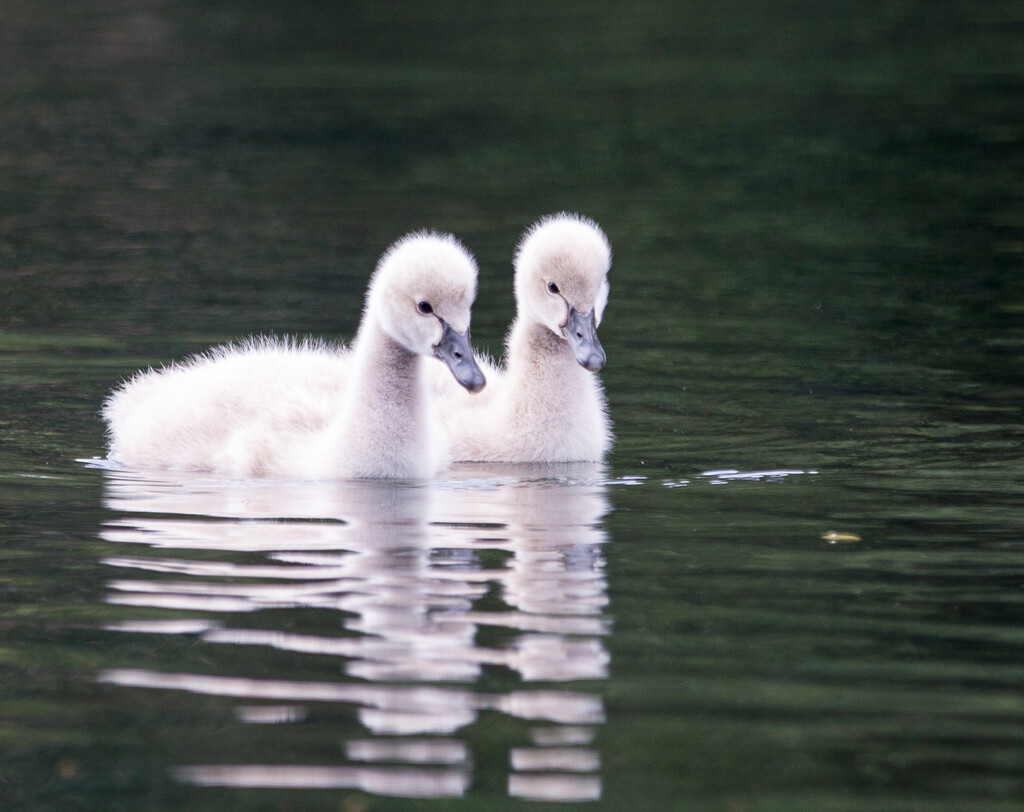 Baby swans out on an adventure  by creative_shots