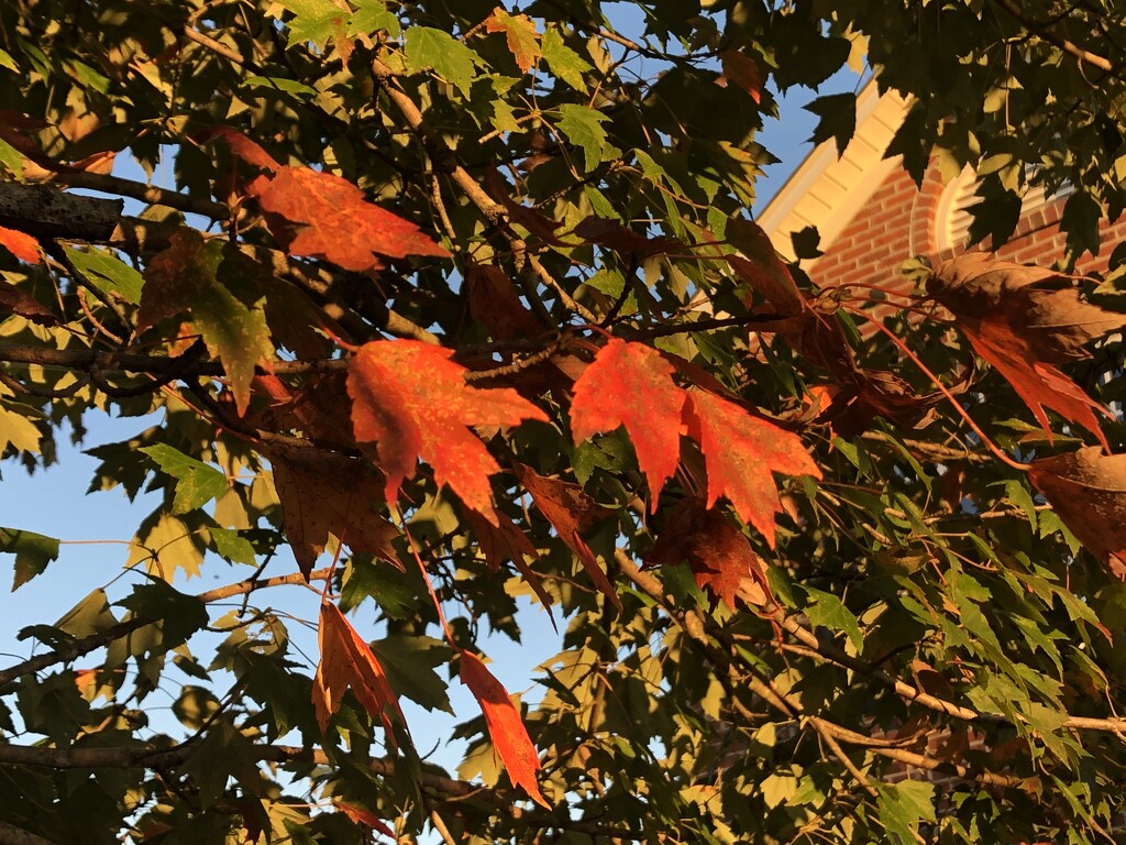 A spot of autumn by homeschoolmom