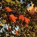 A spot of autumn by homeschoolmom