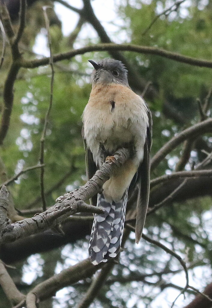Cuckoo, cuckoo by gilbertwood