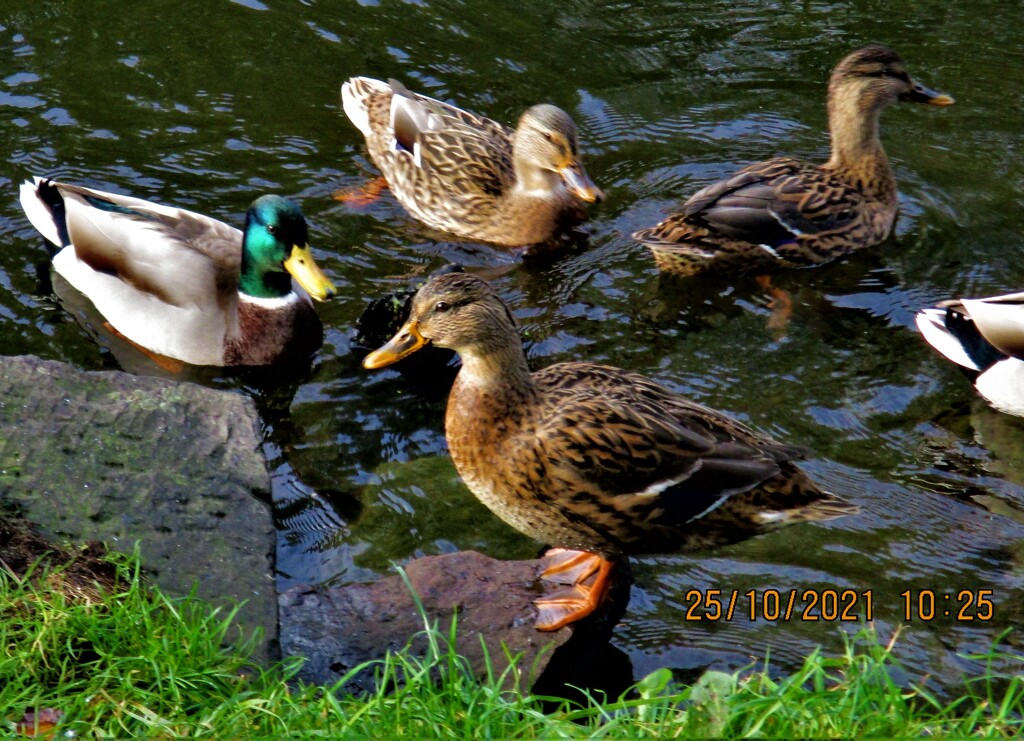 Mallards on Leeds Liverpool canal. by grace55