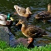 Mallards on Leeds Liverpool canal. by grace55