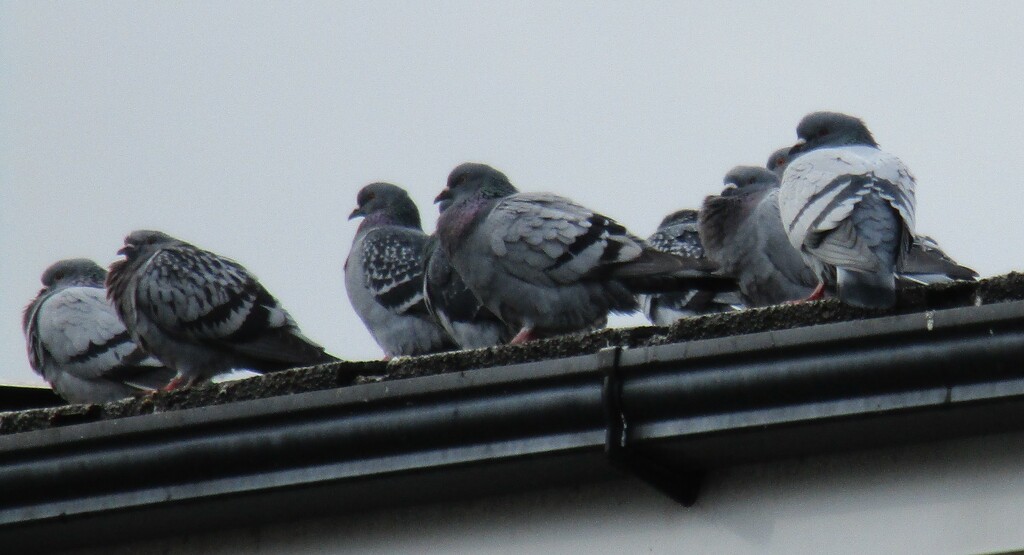 Eachill Gardens pigeons waiting for bread. by grace55