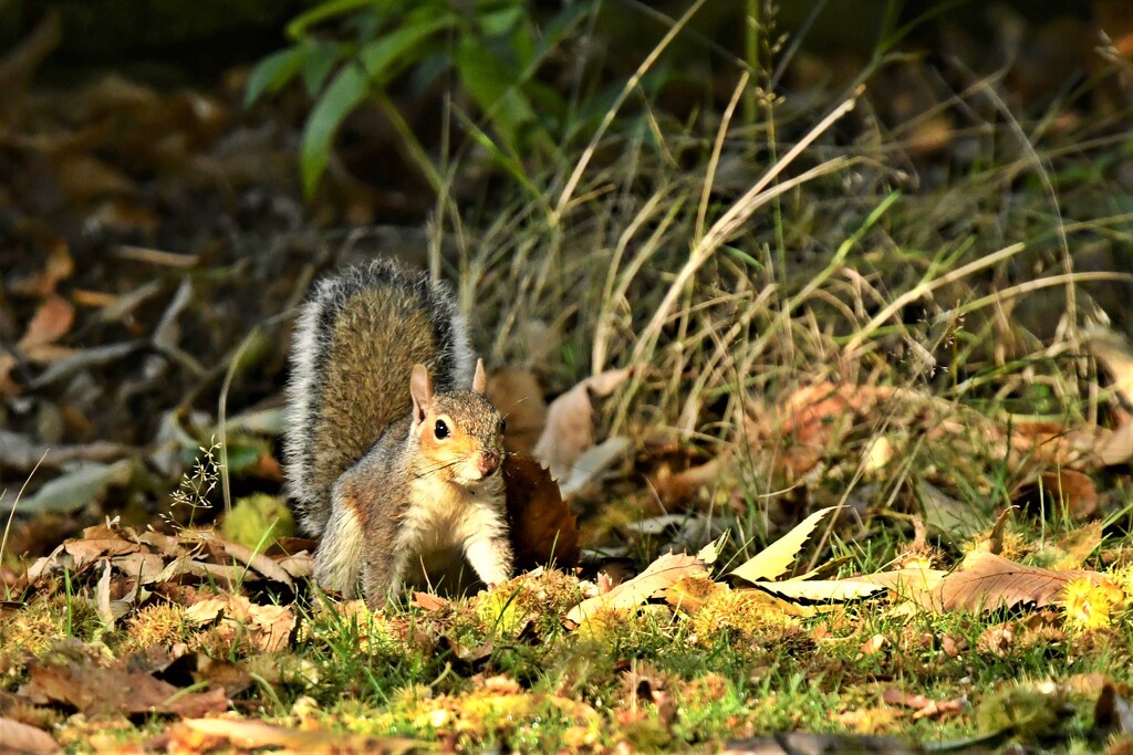 Squirrel in the leaves by rosiekind