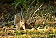 26th Oct 2021 - Squirrel in the leaves