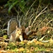 Squirrel in the leaves by rosiekind