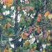 Autumn Leaves  by plainjaneandnononsense
