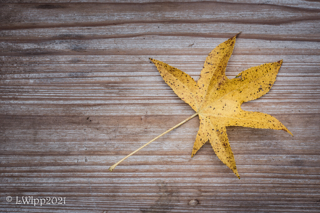 Autumn Star by lesip