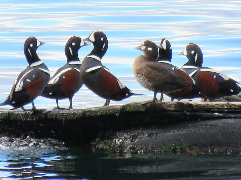 Harlequin Duck Party by seattlite
