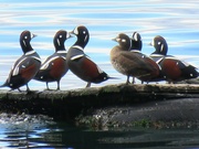 26th Oct 2021 - Harlequin Duck Party