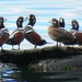Harlequin Duck Party by seattlite