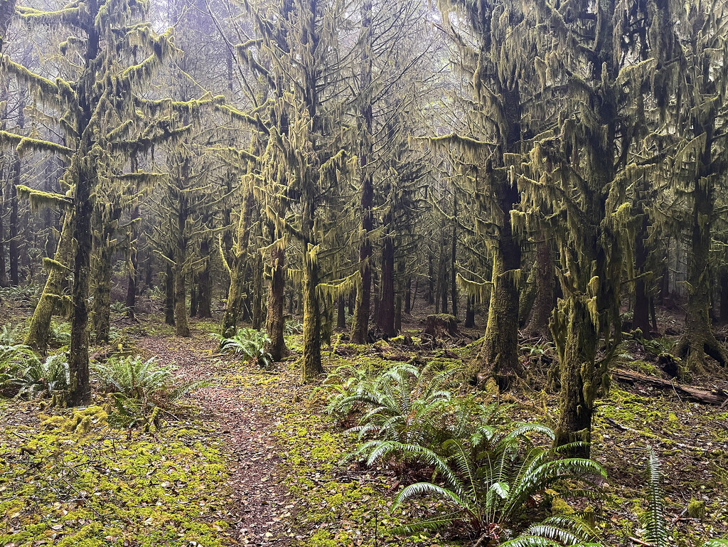 Mossy Woods  by jgpittenger