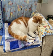 16th Aug 2021 - Catnapping