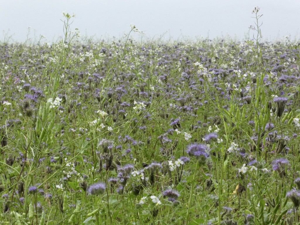 Field of flowers by wakelys